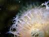 The polyps on a Dead Mans Finger