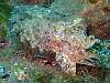 We met up with Craig's cuttlefish from last year