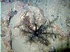 This is the feeding 'bottom' of an animal, the rest of it is underground