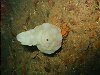 Everyones favourite squirt - the Phallusia mammillata (Cuvier, 1815) - something for everyone