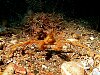 A decorator crab near the Heroine - Davids