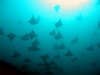The highlight of the diving was meeting a huge shoal of Devil rays