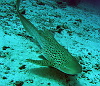 Cruising leopard shark