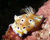 One of the most amazing slugs we saw - isn't she cute? Chromodoris Coi or Kuniei