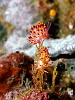These tiny nudibranches are rather like the Flabbelinas we see off Weybourne
