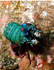 The usual colour scheme for a Mantis Shrimp