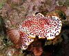 Strawberry and cream slug<br>