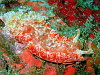 A big fat slug - which may have been a resting, baby Spanish Dancer... Hexabranchus sanguineus<br>