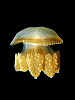 Thai jellyfish