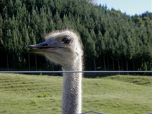 birds009.JPG