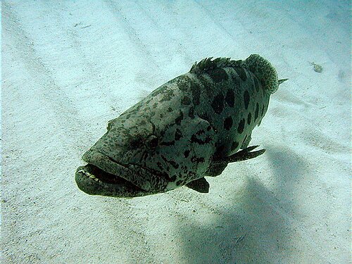 cod016.JPG