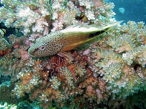 fishmark001.JPG