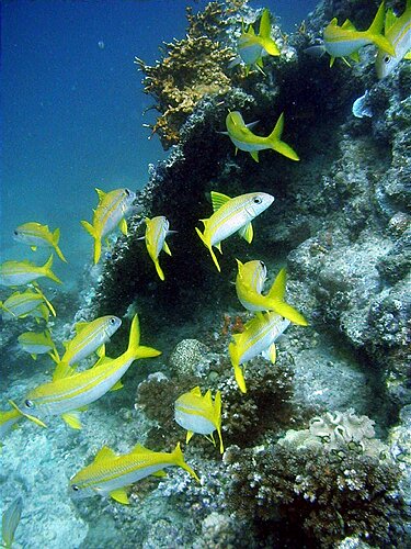 fishmark002.JPG
