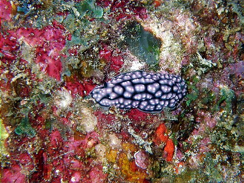 fishmark004.JPG