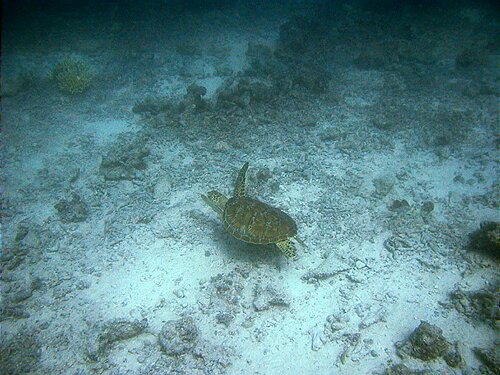 fishmark006.JPG