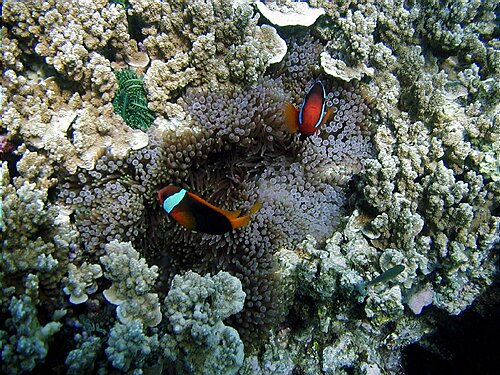 fishmark007.JPG
