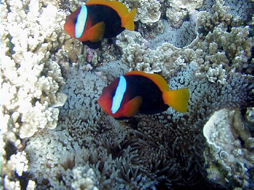 fishmark008.JPG