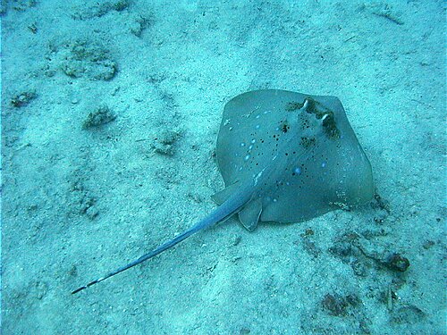 fishmark009.JPG