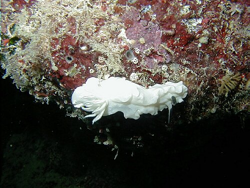 fishmark013.JPG