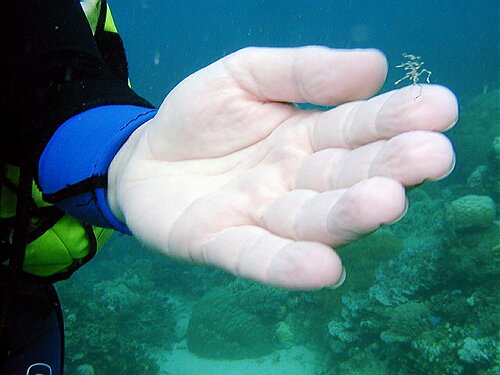 fishmark018.JPG