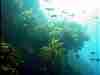 Sun in the kelp