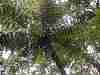 Tree ferns on top of the Dome NZ