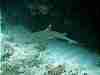 Shark and remora, we had to chase them all over to get some pictures.