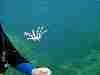 Weeeeeeee! Sea spider away