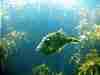 A leather jacket, NZ trigger fish