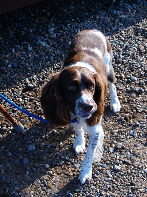 R2216180.JPG - This angry spaniel was as feisty as the car park man