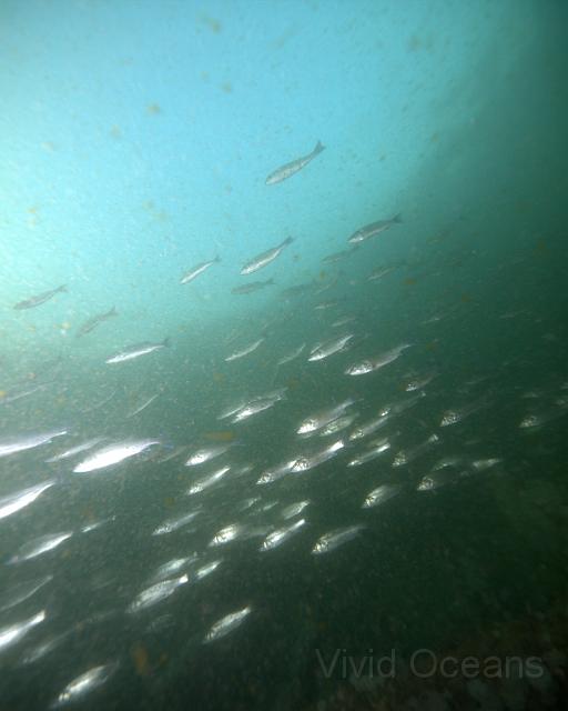 DW211241.jpg - The water wasn't clear but the big shoal of Bass - Dicentrarchus labrax - were still spectacular