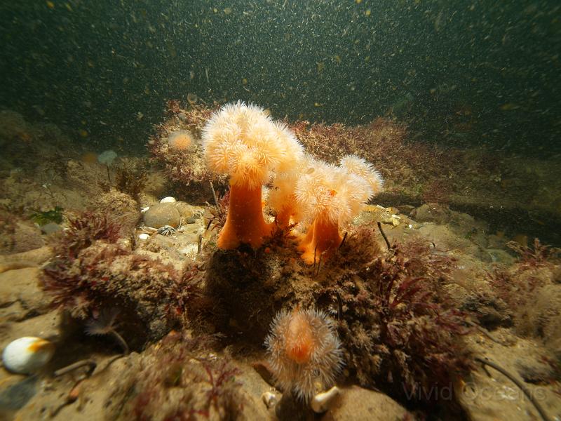 DW211260.jpg - These anemones have been the dominant animal turf for most of the year and there have been relatively few soft corals
