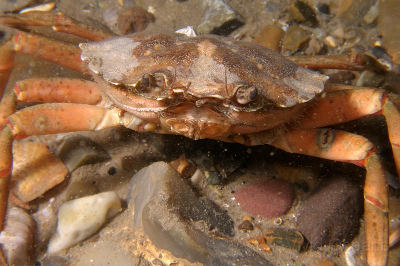 PA076974.jpg - Shore and Harbour crabs are very similar in appearance, and can both vary quite a lot in colouring - the Harbour crab - Liocarcinus depurator- is a swimming crab and has flattened back legs, which you can just about make out in this picture