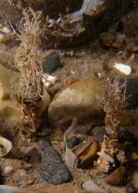 PA076975.jpg - We've yet to get a good picture of a Sand mason worm - Lanice conchilega - suffice it to say that they occur in large numbers in the gravelly sand close to the wreck