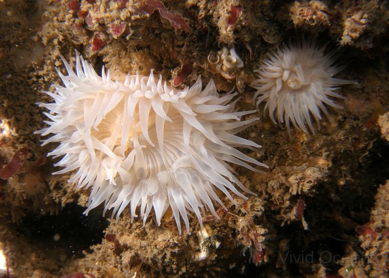 PA076977.jpg - White Elegant anemone and friend