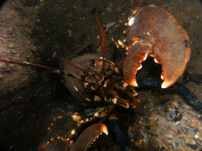 PA076991.jpg - The Common Lobster - Homarus gammarus - enjoys photography, which is why they often make a grab for cameras