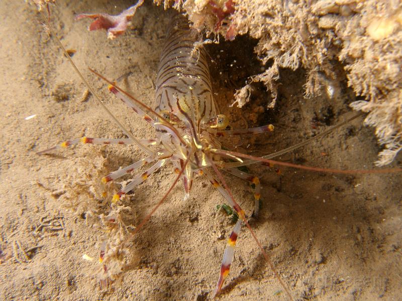 PA077004.jpg - There's a selection of Common prawns - Palaemon serratus under the edges of the wreck...