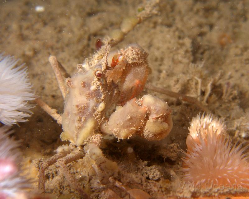 PA077018.jpg - A decorator crab - Inachus Spp. - just on the point of deciding that we can see him