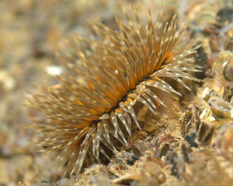 RS071119.jpg - This Sagartia elegans - the Elegant anemone looks drab from above but has quite a foxy black and orange colour scheme hidden away
