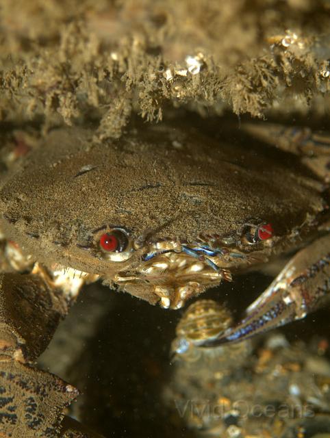 RS071127.jpg - This Velvet Swimming crab - Necora puber - is eating the tail of a Squat lobster