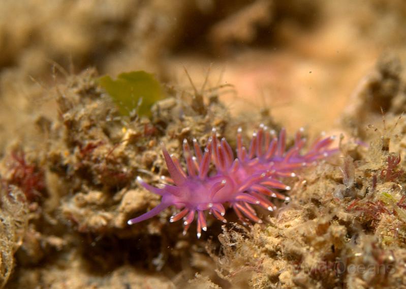 RS071145.jpg - As earlier in the month there were Flabellina pedata nudibranches around, although the numbers were much lower than in summer