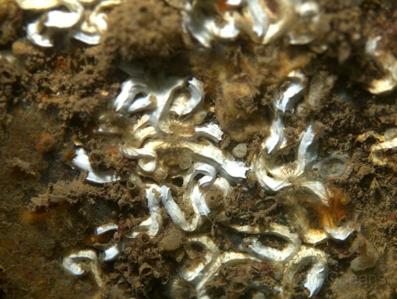 RS071160.jpg - It's not often that you see Keelworms - Pomatoceros triqueter - out and about (look closely), even an unusual red one.