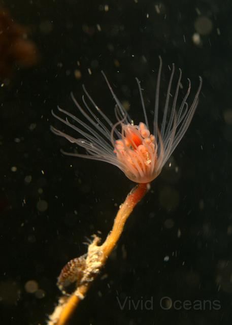 RS071163.jpg - One of the reasons for the lack of slugs is the decline of the chief food source for many of the species - the Oaten pipe hydroid - Tubularia indivisa