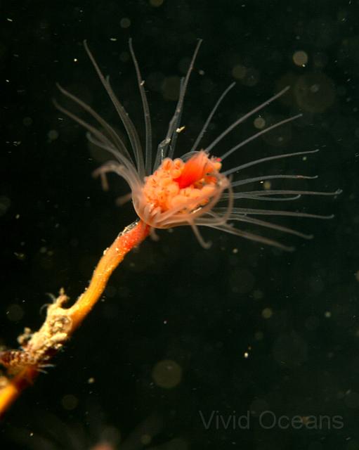 RS071165.jpg - Often seen and not recognised in amongst the short, brown animal turf their sticky feeding heads (about 5mm across) show their similarity to anemones