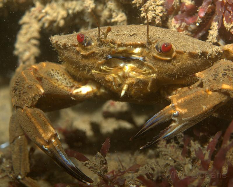 RS071175.jpg - A Velvet swimming crab - Necora puber - has a blank expression as it decides whether to make friends for a change or just attack like it always does... attack I think!
