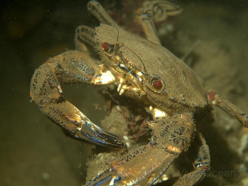 RS071179.jpg - After a while the Velvet swimming crabs seem less aggressive, maybe we've started to blend in?