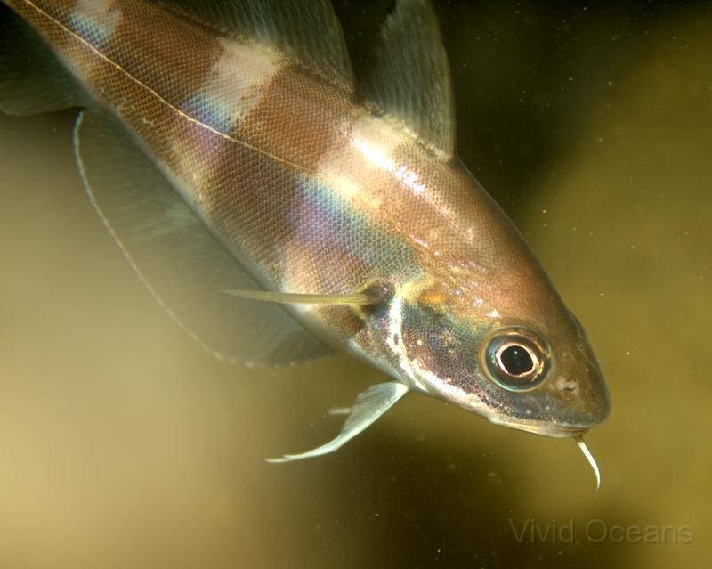 RS071185.jpg - Any dive on the Rosalie is almost always accompanied by Bib - Trisopterus luscus