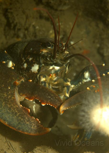 RS071188.jpg - A common lobster guards one of the few Dead Mans Fingers - Alcyonium digitatum - which we saw on the wreck