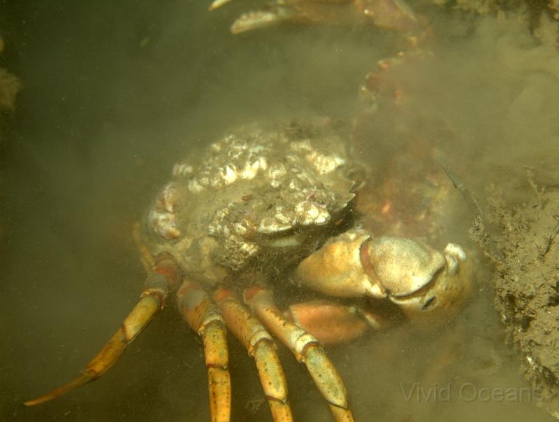RS071189.jpg - Shore crabs - Carcinus maenus -  wrestling over territory
