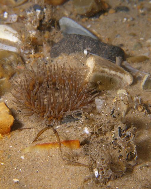 PA076897.JPG - The elegant anemones are some of the few creatures to sprout out of the sandy areas on the wreck. The Sandmason worm's - Lanice conchilega - hairy external cast to the front right is a feeding tube used to protect the worm itself, most of which stays below the surface